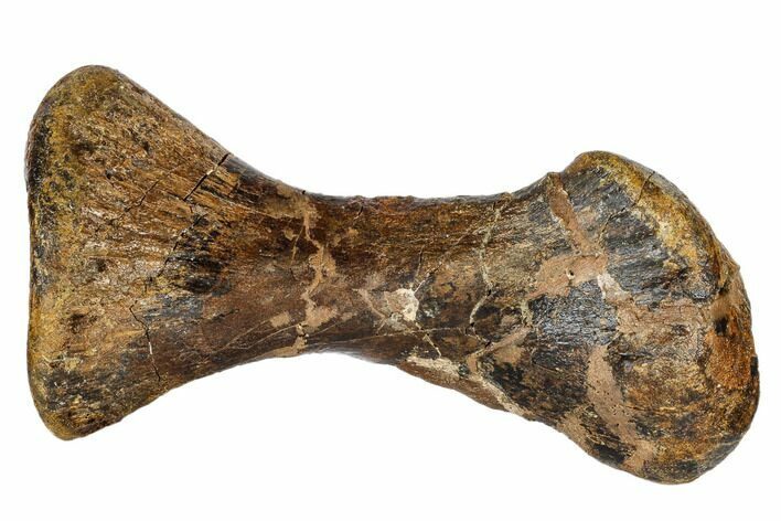 Hadrosaur (Edmontosaurus) Metatarsal - South Dakota #113127